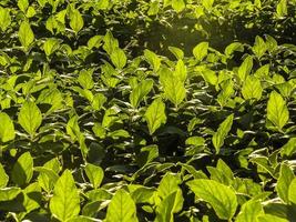 detail van verse groene soja veld. soja bladeren op veld in brazilië. foto