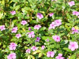 catharanthus roseus of Madagascar maagdenpalm paarse bloemen. kruidenplant foto