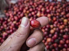 koffiekers bij koffieboerderij foto