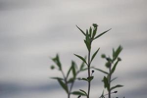 wilde struiken en planten die rond het mangrovebos groeien foto