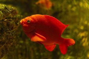 hypsypops rubicundus. een kleine rode vis in het water van het aquarium. detailopname. onderwaterwereld. foto