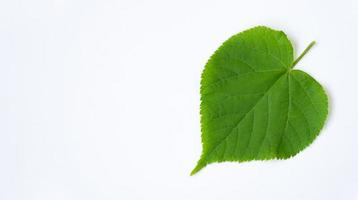 een lindeblad geïsoleerd op een witte achtergrond met ruimte voor uw tekst. groene bladeren. foto