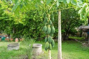 papaya fruit op papaya boom in achtertuin. foto