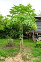 papajaboom in de achtertuin. foto