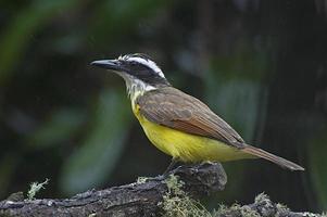 geweldige kiskadee 23 foto