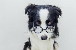 grappig portret van puppy hondje border collie in komische bril geïsoleerd op een witte achtergrond. kleine hond die in een bril staart als student-professor-dokter. terug naar school. coole nerd-stijl. grappige huisdieren. foto