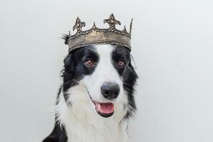 schattige puppy hondje met grappige gezicht border collie dragen koning kroon geïsoleerd op een witte achtergrond. grappig hondenportret in koninklijk kostuum in carnaval of halloween. hond heer tovenaar of prins, dog power thema. foto