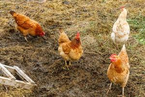 scharrelkip op biologische dierenboerderij die vrij graast in de tuin op de achtergrond van de ranch. kippen kippen grazen op natuurlijke eco-boerderij. moderne veeteelt en ecologische landbouw. dierenrechten concept. foto