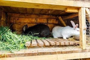 kleine voedende witte en zwarte konijnen die gras kauwen in konijnenhok op dierenboerderij, schuur ranch achtergrond. konijntje in hok op natuurlijke eco-boerderij. modern dierlijk vee en ecologisch landbouwconcept. foto
