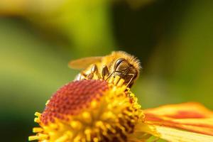 honingbij bedekt met geel stuifmeel drinken nectar, bestuivende bloem. inspirerende natuurlijke bloemen lente of zomer bloeiende tuin achtergrond. leven van insecten, extreme macro close-up selectieve focus foto