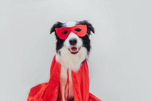 grappig portret van schattige hond border collie in superheld kostuum geïsoleerd op een witte achtergrond. puppy met rood superheldenmasker in carnaval of halloween. rechtvaardigheid help kracht concept. foto