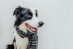 grappige schattige puppy hondje border collie dragen warme kleren sjaal om nek geïsoleerd op een witte achtergrond. winter of herfst hondenportret. hallo herfst herfst. hygge mood koud weer concept. foto