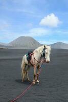 een prachtig wit paard dat overdag stil op het zanderige terrein bromo staat foto