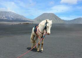 een sterk wit paard op het prachtige landschap genaamd bromo, overdag foto