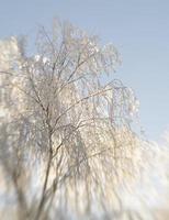 wintervorst op boomtakken foto