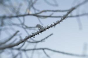 wintervorst op boomtakken foto