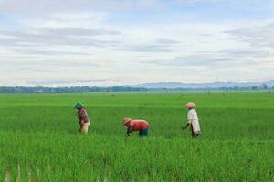 beste poses van boeren in de rijstvelden, tijdens mooie ochtend foto