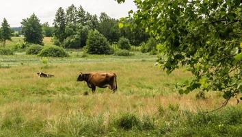 fotografie op thema mooie grote melkkoe foto