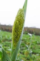 sorghum of jowar graanveld. foto