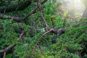 kleine kleurrijke vogel op de tak van een lommerrijke boom foto