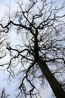 droge oude boom die alleen staat in het park tegen de heldere hemel. foto