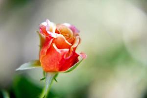 wilde schoonheidsbloem met nectar bloeiend op het platteland van het veld foto