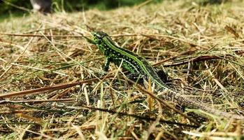 fotografie op thema mooie groene schubben tot lichaamshagedis zittend in droog gras foto