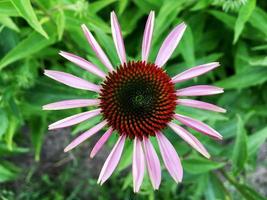 bloeiende bloem echinacea met bladeren, levende natuurlijke natuur foto