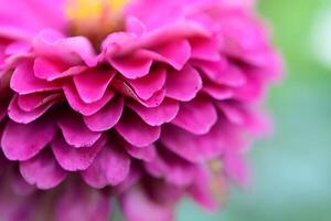 close-up schoonheid gerbera bloem foto