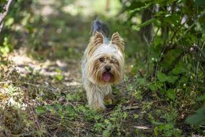 portret van een kleine yorkshire terrier poseren een gras. yorkse hond. foto