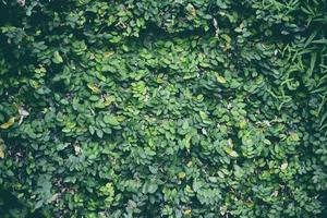 natuurlijke groene plant muur of kleine blad groene bladeren textuur achtergrond foto