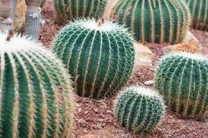 mooie cactus op kiezel- en zandachtergrond in de kas foto