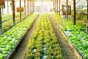 hydrocultuur groente wordt geplant in een biologische boerderij. foto