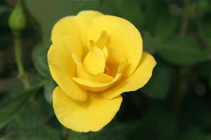 gele bloemblaadjes roos foto