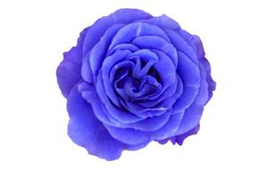 blauwe bloem geïsoleerd op een witte achtergrond. foto