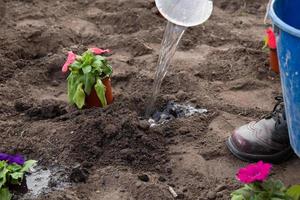 werkt in de tuin en bloembed - petuniabloemen planten uit tijdelijke potten in de grond foto