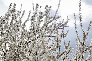 takken in witte bloemen - lentebloei tegen de lucht foto