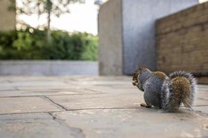 schattige kleine eekhoorn knaagt aan een noot terwijl hij op de verharde loopbrug zit foto