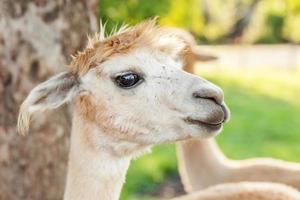 schattige alpaca met grappig gezicht ontspannen op de ranch in de zomerdag. binnenlandse alpaca's grazen op de weide in natuurlijke eco boerderij platteland achtergrond. dierenverzorging en ecologisch landbouwconcept foto