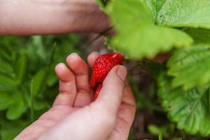 tuinieren en landbouw concept. vrouwelijke landarbeider hand oogst rode verse rijpe biologische aardbeien in de tuin. veganistische vegetarische zelfgekweekte voedselproductie. vrouw aardbeien plukken in veld. foto