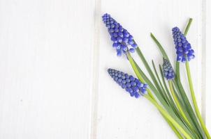 blauwe lente bloemen muscari op witte achtergrond. foto