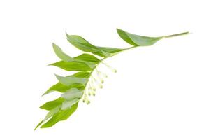 polygonatum officinalis tak met witte bloemen en groene bladeren. foto