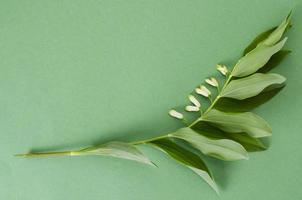 polygonatum officinalis tak met witte bloemen en groene bladeren. foto