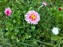 roze madeliefje op groen gras close-up. foto