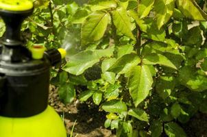 pesticidebehandeling van tuinbloemen, bomen en planten foto