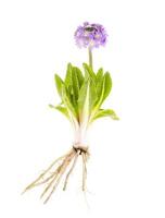 Primula plant met wortels, bladeren en paarse bloemhoofd. foto