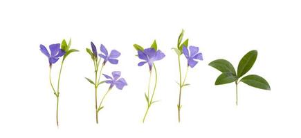 blauwe bloemen en bladeren van vinca geïsoleerd op een witte achtergrond foto