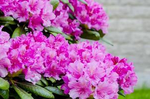 roos bloeiende rododendronstruik in de tuin. foto