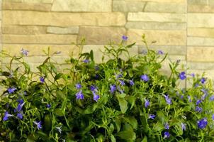 blauwe bloemen van lobelia op decoratieve stenen achtergrond. foto