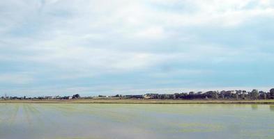 rijstveld landschap foto